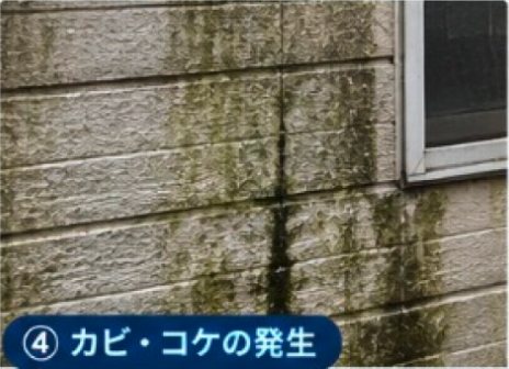 カビ・コケの発生の例